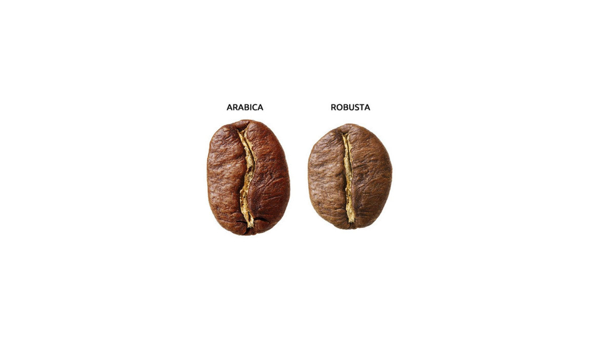E' meglio l'arabica o la robusta?